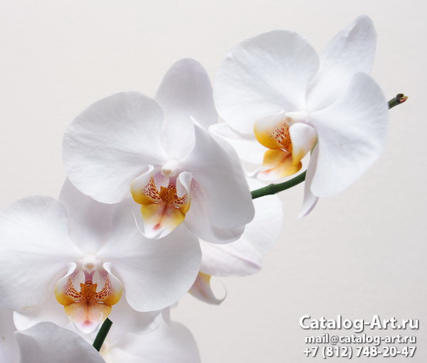 White orchids 7